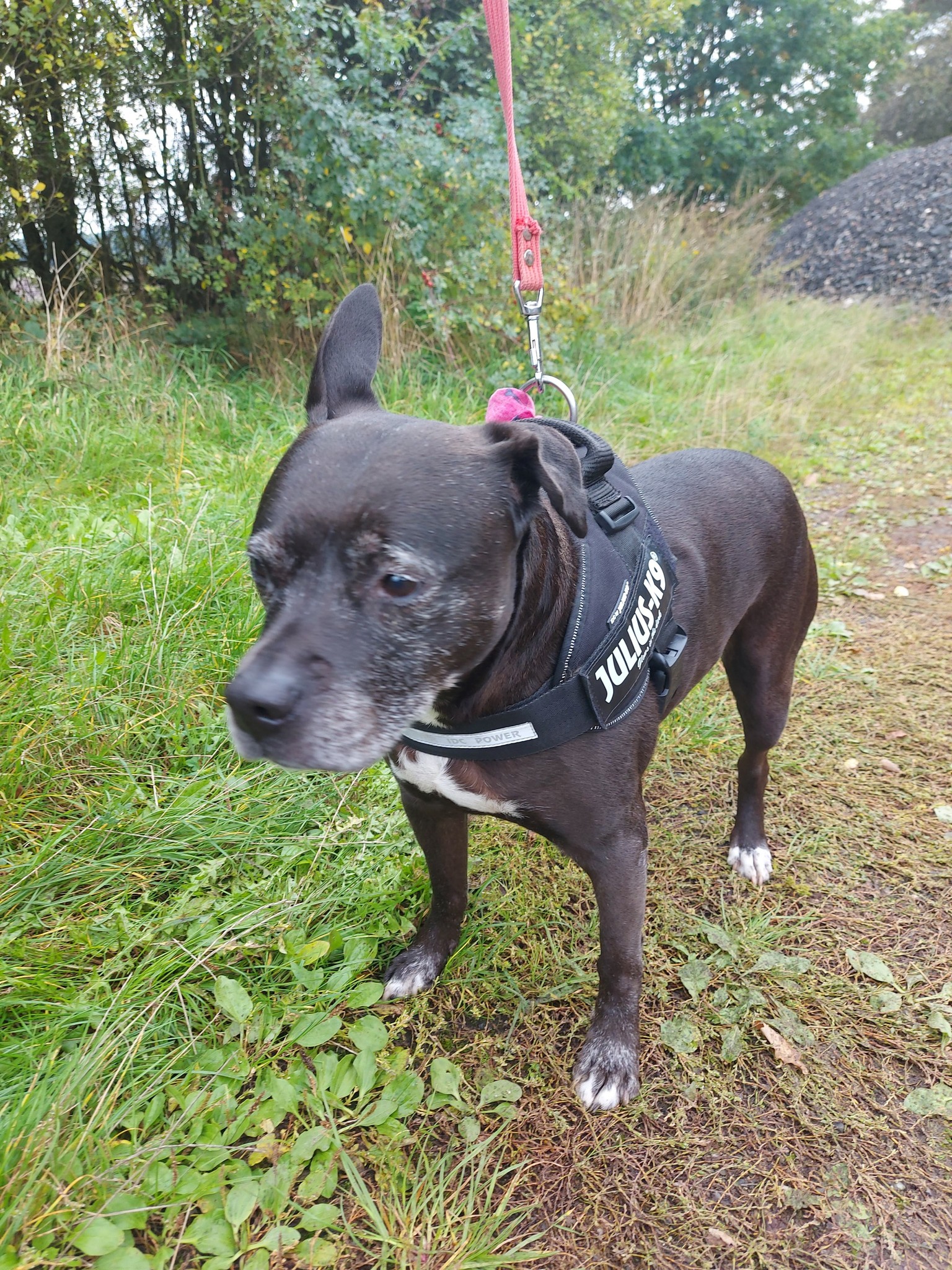 Může jít o obrázek pes